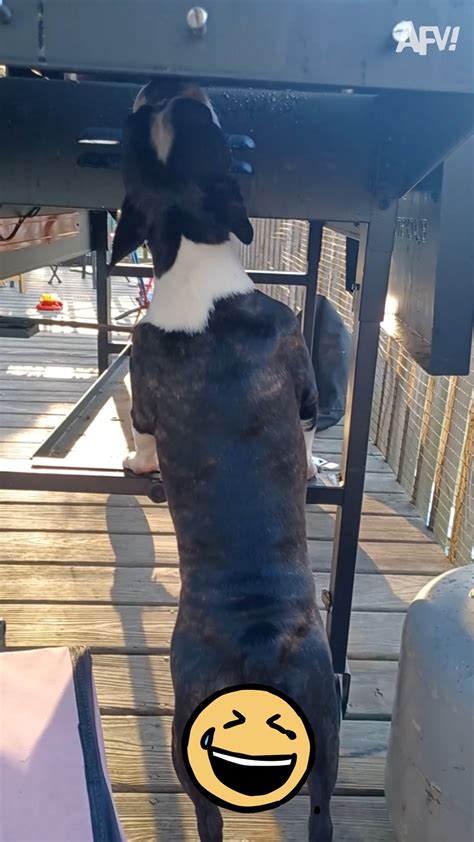 Image result for AFV Grand Prize Spectacular