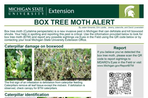 Image result for University Extension Box Tree Moth