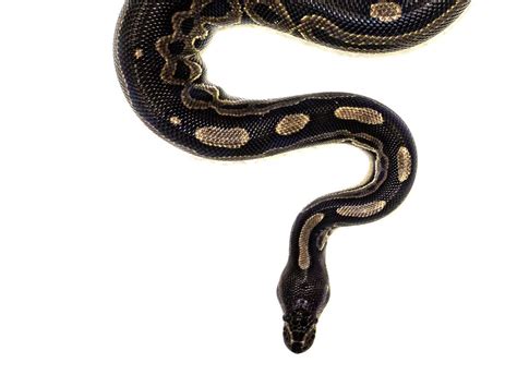 Ball Python Head - Anatomy and Characteristics - Vital Frog