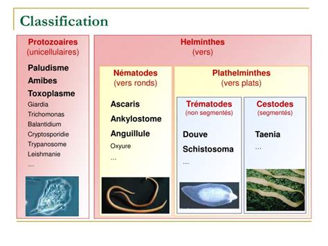 Image result for Classification Des Vers