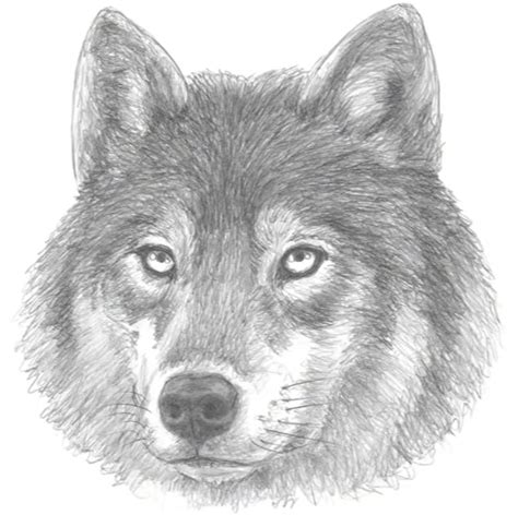 How Do You Draw Wolf に対する画像結果