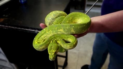 Image result for Green Tree Python Cage