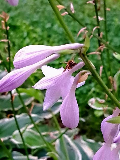 Image result for All Types of Green CMYK