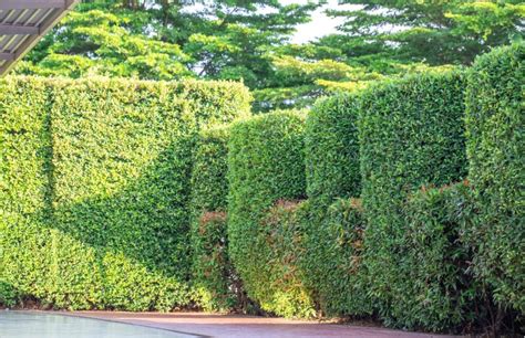 Hedgerow Planting Guide に対する画像結果