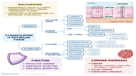 Epithelial Tissue Classification に対する画像結果