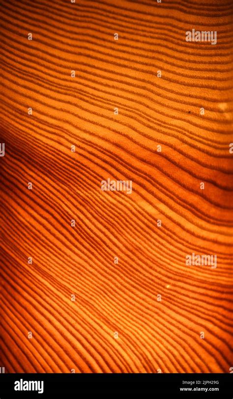 Image result for Wood Line Shape