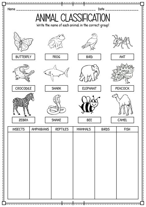 Levels of Classification Activity Worksheet に対する画像結果