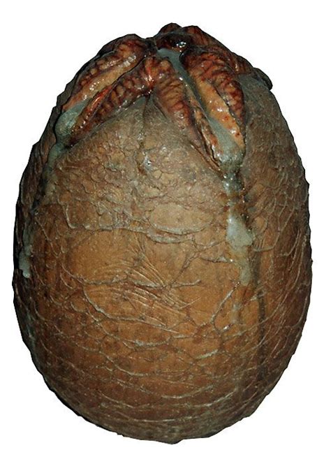 Image result for Alien Facehugger On Face Clip