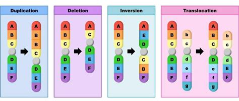 Toradh íomhá ar Inversion Chromosomal Mutation