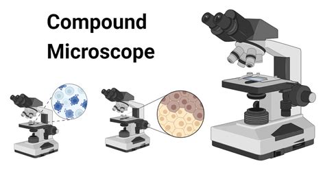 Image result for Compound Microscope Stage