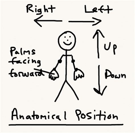 Image result for Formula Body Position