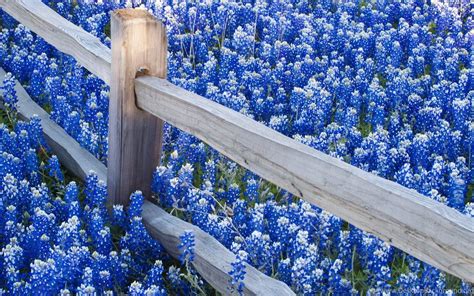 Image result for Blue Flowers Computer Wallpaper