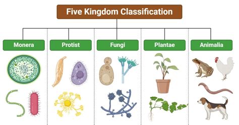 Image result for Animal Kingdom Science Classification