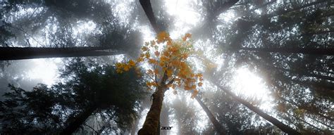 Image result for App Explorer Windows 1.0