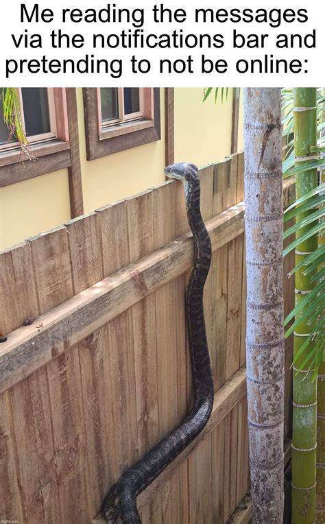 Funny Python Eating Something Memes-এর ছবি ফলাফল