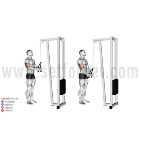 Cable Tricep Exercises に対する画像結果