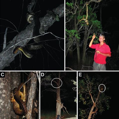 Image result for Woma Python Diagram