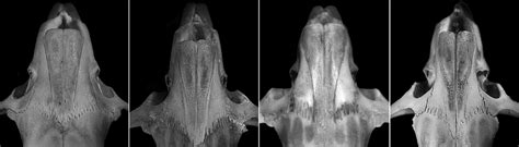 Image result for Rostral Dex