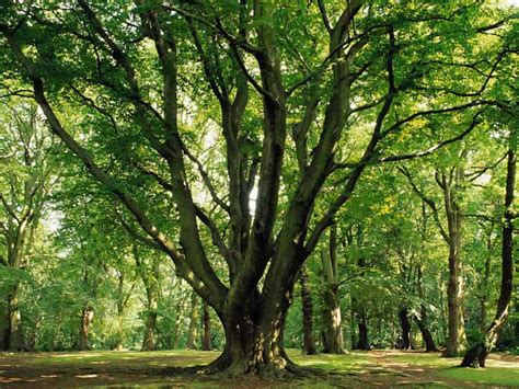 Image result for Tree File Structure