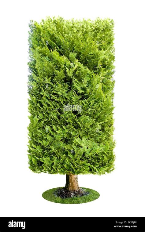 Image result for Rectangle Tree