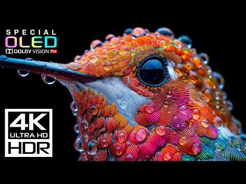 BEST OLED TEST in 4K Video ULTRA HD 120 FPS🌿4K HDR Dolby Vision