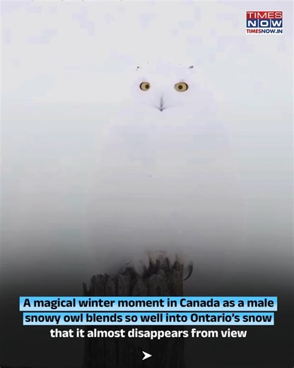 A magical winter moment in Canada as a male snowy owl blends so well into Ontario’s snow that it almost disappears from view. The stunning sight highlights the owl’s natural camouflage, perfectly suited for snowy landscapes, leaving viewers amazed at how effortlessly it becomes one with the winter surroundings. #Canada #TimesNow | TIMES NOW