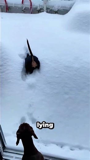 Cold Weather Dogs Are Built DIFFERENT 🐶❄️