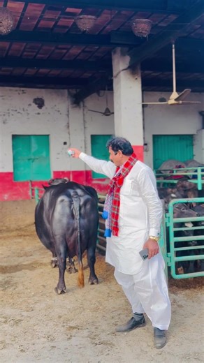 Discover Dogar Cattle Farm: Quality Livestock for Sale