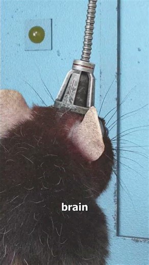 This Experiment Linked Two Rat Brains 😮