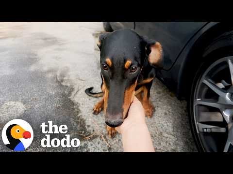 Couple Finds A Doberman Puppy On Their Way To A Hike | The Dodo