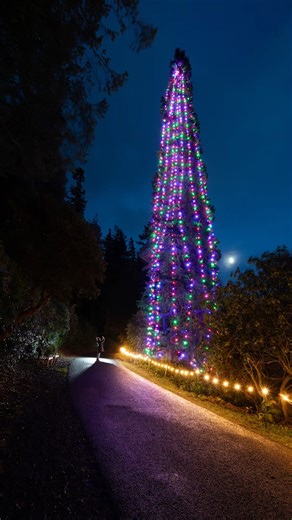Tallest bedded Christmas tree 🎄 44.70 m (146 ft 7 in) at National Trust Cragside - NT Cragside, Northumberland, UK 🇬🇧 The Giant Redwood Wellingtonia - an evergreen coniferous tree planted in the 1860s - is dressed with over 1000 multi-coloured lights as well as several large bows. | Guinness World Records