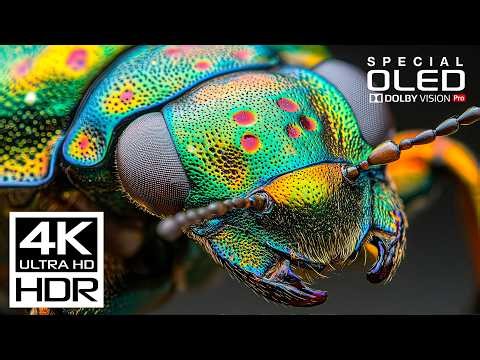 The Ultimate 4K Video | Dolby Vision HDR 4K 60 fps
