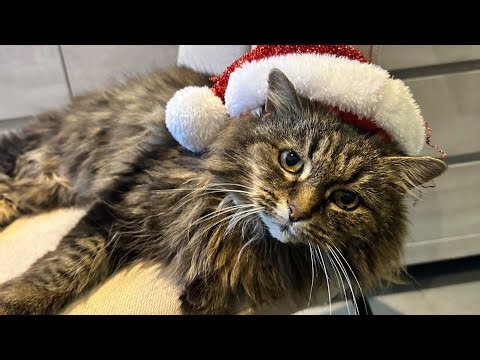 An Extra Special Xmas Surprise! Reunited With Our Lost Cat!!