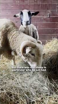 Watch This Rescued Ram Become The Happiest Boy | The Dodo