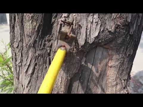 🌳 Easy & Powerful Tree-Saving Ideas Everyone Should Know | Save Trees Save Life 🌍