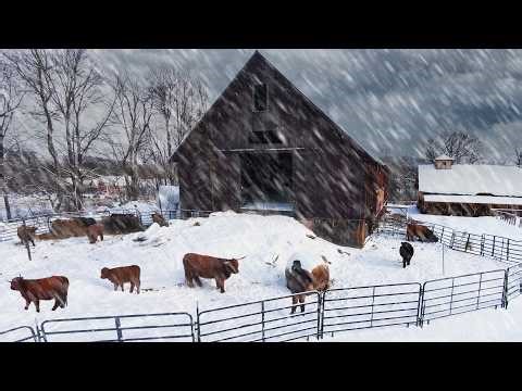 Snow Day on the Farm: Winter Routine and Animal Care