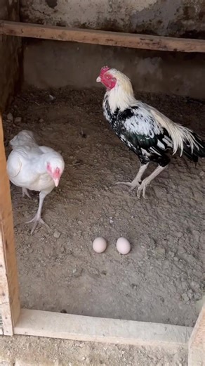 Happy White Java Transformation