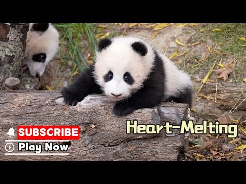 Who Could Say No To Such An Adorable Baby Panda? | iPanda
