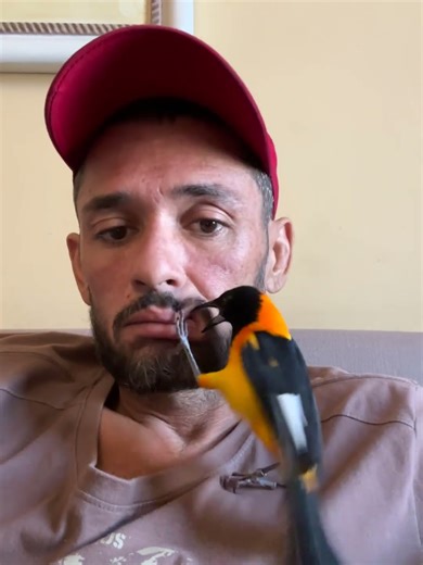 Sweet Bird Gently Pecks Man's Lips And Nose