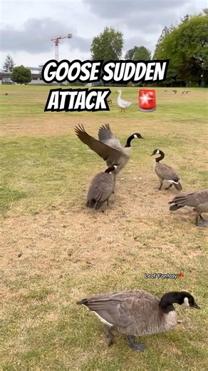 GOOSE SUDDEN ATTACK 🪿🚨