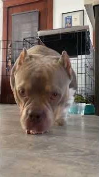 Abandoned Dog Was So Shut Down — She Couldn't Walk Through Doorways | The Dodo