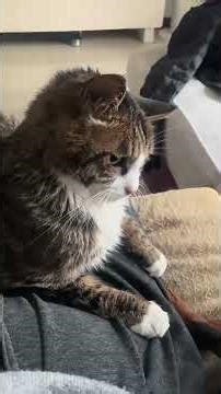 Every dog has their kryptonite