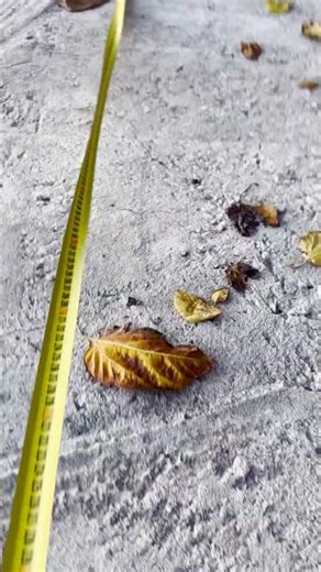 This Little Ant Spent Hours Carrying One Seed Home… Why Are We Crying?! | The Dodo