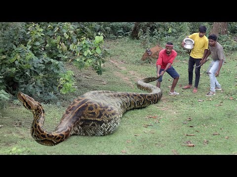Python attack ! Expedition team is swarmed by snakes | A brief snake attack story part 8