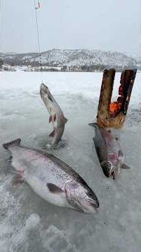 Frozen lakes, fresh air, and wild trout ❄️🎣Winter fishing in East Kazakhstan 🇰🇿#usa #shorts