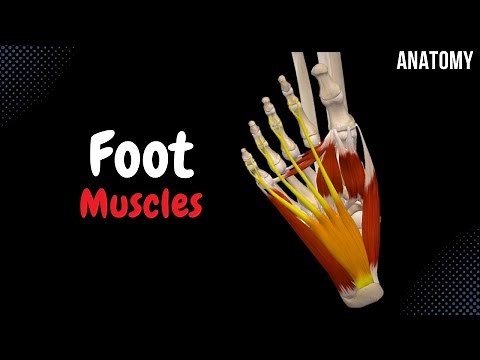 Muscles of the Foot (Groups, Origin, Insertion, Function)
