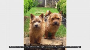 Top 10 Common Health Problems in Norwich Terriers