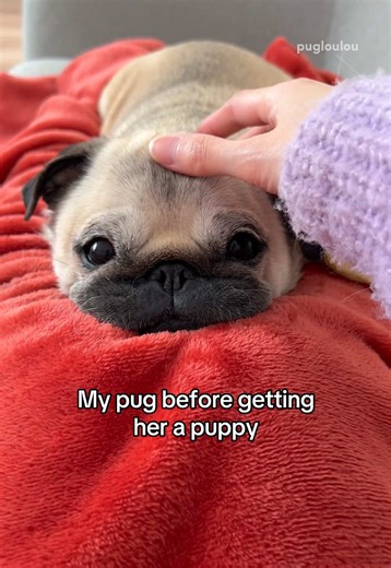 Pug's Journey: From Only Dog to Loving Companion