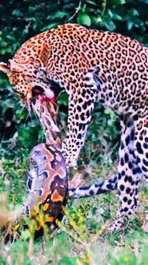 Python vs Leopard: Epic Battle as the Snake Strikes Back!