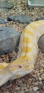 Good morning from Mustard, the albino Burmese python! Did you know Burmese pythons are among the largest snakes in the world? They can grow to over 23 feet in length and weigh up to 200 pounds! #EmperorValleyZoo #MustardtheBurmesepython | Emperor Valley Zoo